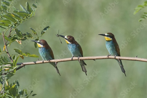 Three Bee-eaters (Merops apiaster), sitting on a branch, Rhineland-Palatinate, Germany, Europe photo