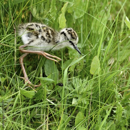 Common redshank (Tringa totanus), chick runs in grass, Texel, West Frisian Islands, North Holland, Netherlands photo