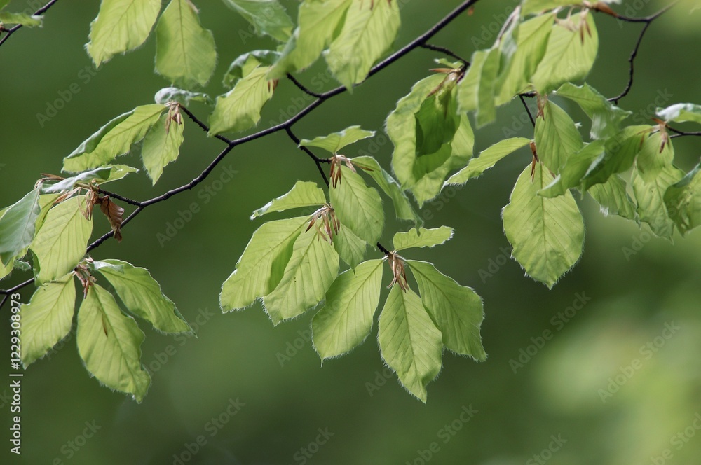 Fototapeta premium Beech leaves in spring, North Rhine-Westphalia, Germany (Fagus sylvatica)
