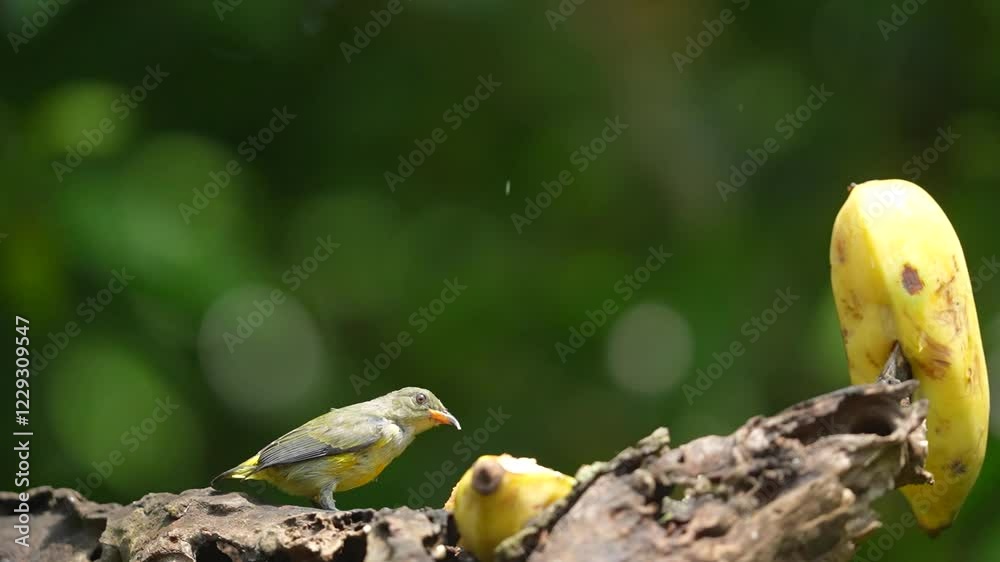 orange bellied flowerpecker birds or dicaeum trigonostigma