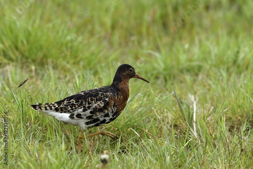 Ruff (Philomachus pugnax) runs in Wiese, Texel, North Holland, Netherlands photo