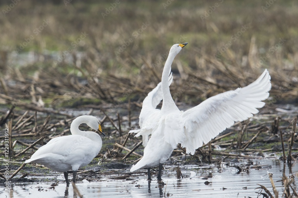 Whooper swans (Cygnus cygnus) on harvested cornfield, Emsland, Lower Saxony, Germany, Europe Whooper swans (Cygnus cygnus) on harvested cornfield, Emsland, Lower Saxony, Germany, Europe