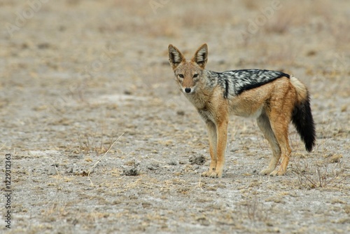 Cuadro en lienzo Black-backed jackal (Canis mesomelas), Etosha National Park, Namibia, Africa