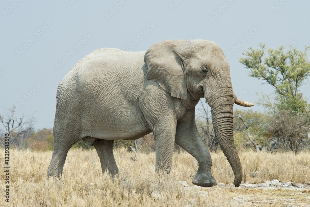 Fototapeta premium African bush elephant (Loxodonta africana), Etosha National Park, Namibia, Africa
