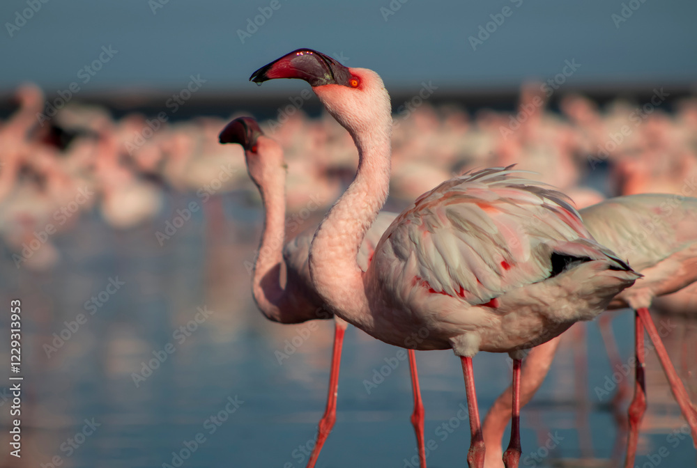 Obraz premium Wild african birds. Group of Greater african flamingos walking around the blue lagoon on a sunny day