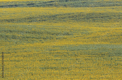 Sunflowers (Helianthus annuus), field, cultivations in the Campiña Cordobesa, Cordoba province, Andalusia, Spain, Europe photo