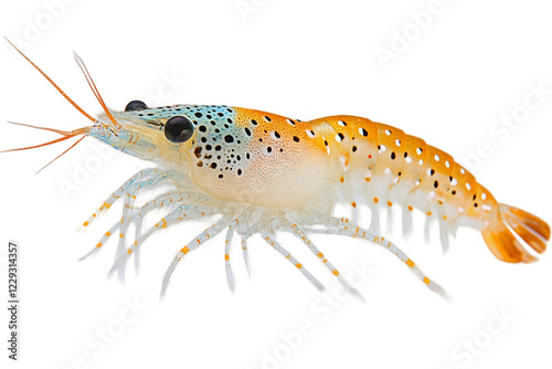 Wallpaper Mural Closeup Of A Small Colorful Spotted Shrimp On Black Background Torontodigital.ca