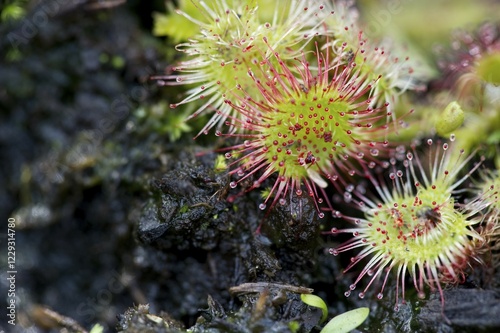 Sundews, carnivorous plants, southern Black Forest, Baden-Wuerttemberg, Germany, Europe