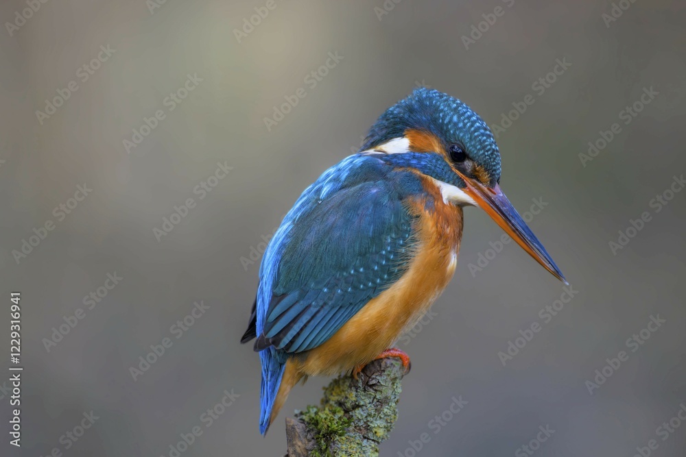 Fototapeta premium Common kingfisher (Alcedo atthis) female on a branch stump, Hesse, Germany, Europe