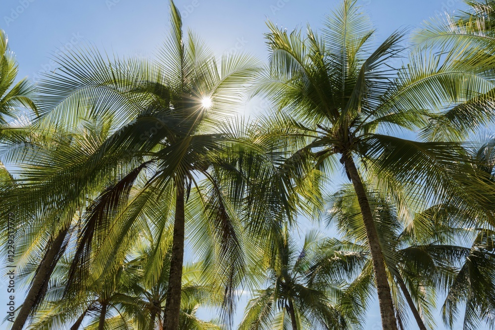 Sun shines through palm trees, Costa Rica, Central America Sun shines through palm trees, Costa Rica, Central America