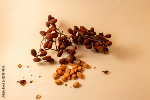 Velvet tamarind (Dialium schlechteri) african wild fruit locally known as Awin or Zulu Pod-berry