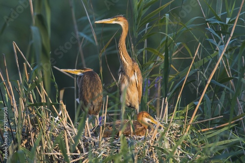 Fledged Purple herons (Ardea purpurea) in the nest in the reed, Baden-Württemberg, Germany, Europe photo