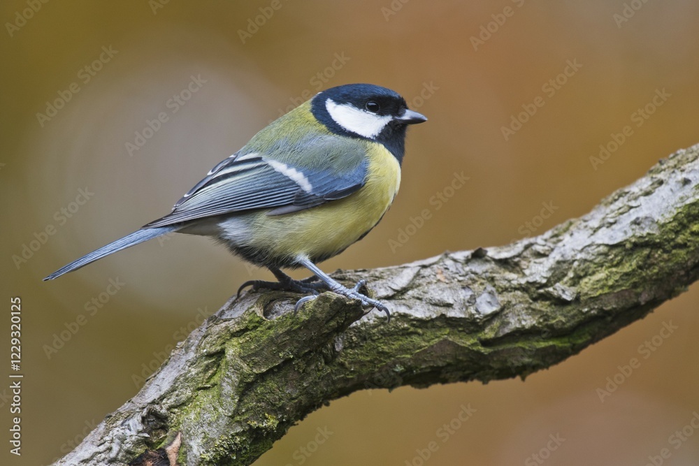 Fototapeta premium Great tit (Parus major), sitting on a branch, Emsland, Lower Saxony, Germany, Europe