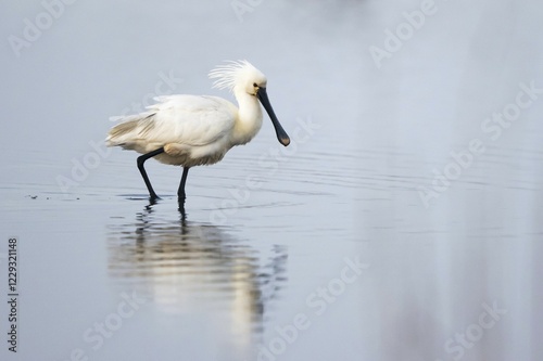 Common spoonbill (Platalea leucorodia), passes through water, Texel, West Frisian Islands, Province of North Holland, Netherlands