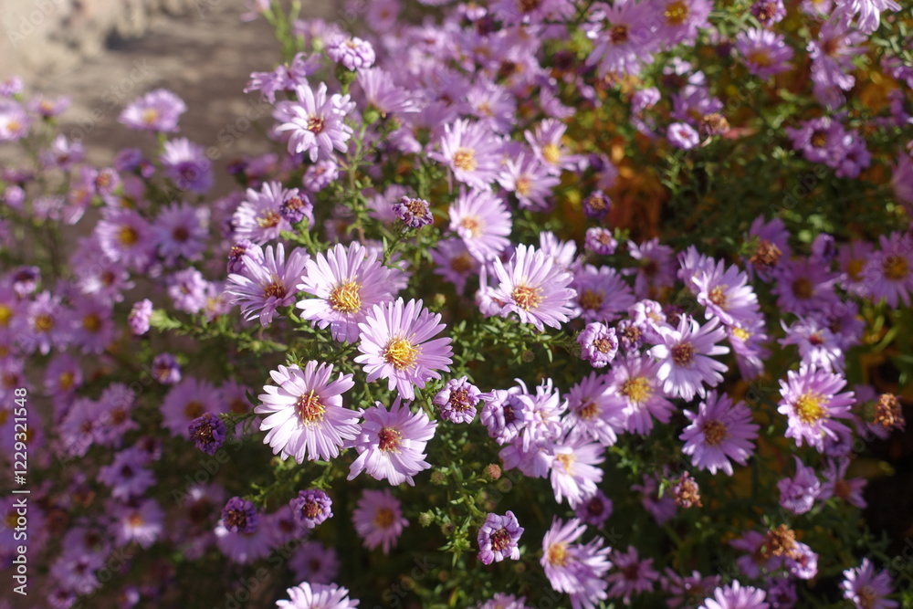 Gobs of pink flowers of Michaelmas daisies in October Gobs of pink flowers of Michaelmas daisies in October