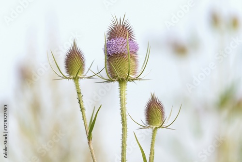 Wild teasel (Dipsacus fullonum) at flowering time, North Rhine-Westphalia, Germany, Europe