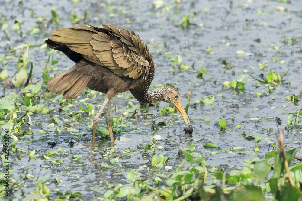 Obraz premium Limpkin (Aramus guarauna) feeding on snail, Pantanal, Mato Grosso, Brazil, South America