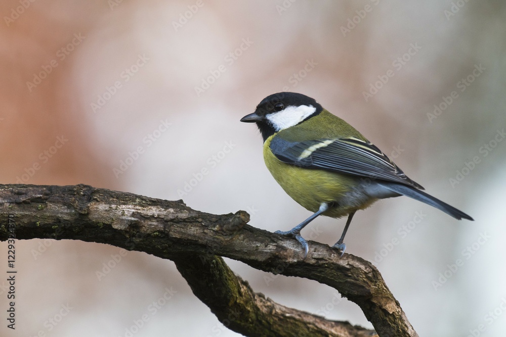 Great tit (Parus major), sitting on a branch, Emsland, Lower Saxony, Germany, Europe Great tit (Parus major), sitting on a branch, Emsland, Lower Saxony, Germany, Europe