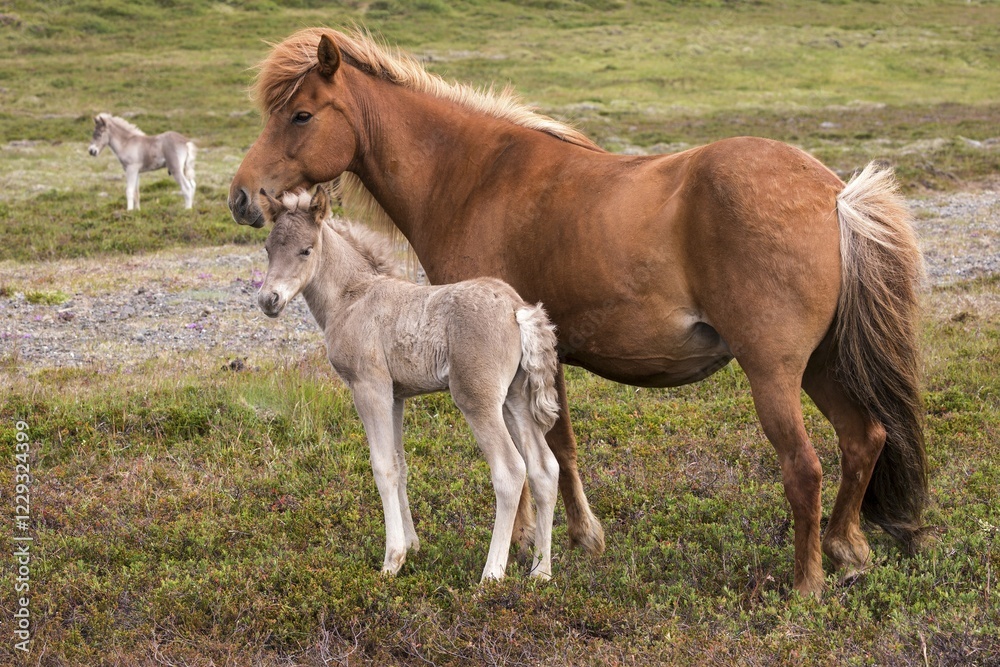 Icelandic horses (Equus islandicus), mare and colt foal standing on a paddock, Iceland, Europe Icelandic horses (Equus islandicus), mare and colt foal standing on a paddock, Iceland, Europe