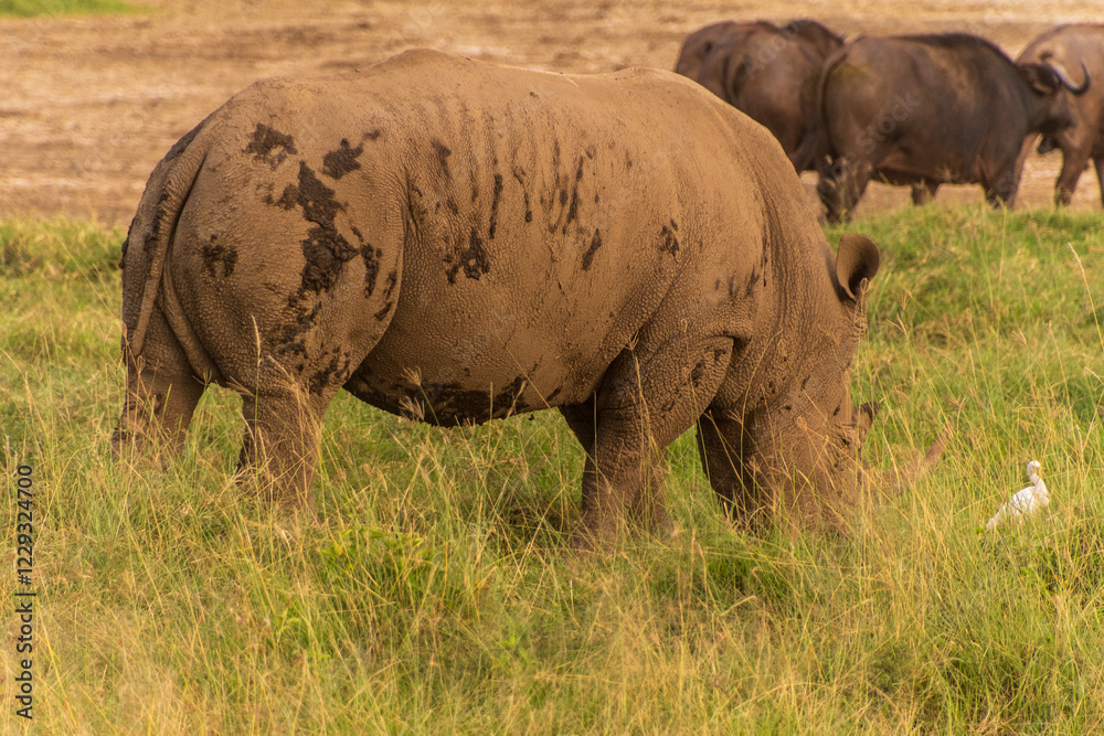 Fototapeta premium Close-up of an encounter with a herd White Rhinoceros -Ceratotherium simum- in Lake Nakuru national park, Kenya. They are grazing amid a herd of Cape Buffalo -Syncerus caffer- in the early golden hour
