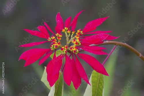 Nepalese Poinsettia (Euphorbia pulcherrima), Pokhara, Nepal, Asia
