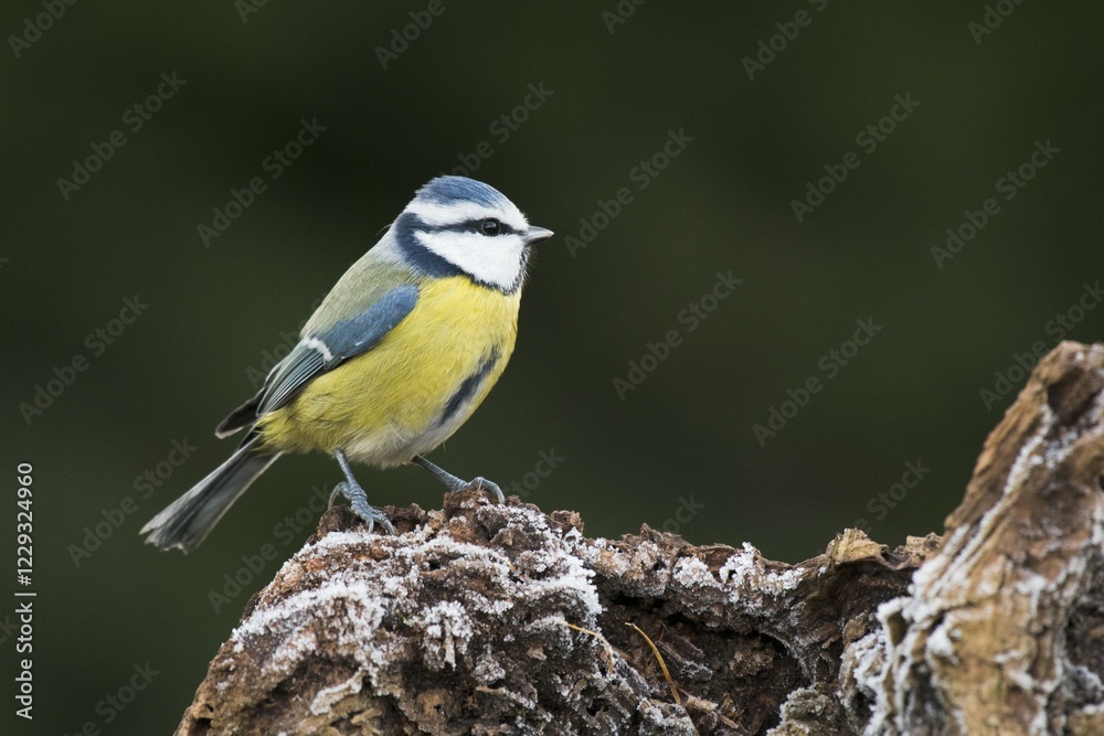 Fototapeta premium Blue Tit (Parus caerulea), Emsland, Lower Saxony, Germany, Europe
