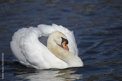 Fototapeta Naklejka Na Ścianę i Meble -  Display behaviour of a male Mute swan (Cygnus olor), Germany, Europe