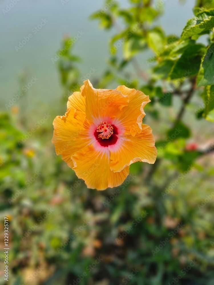 Fototapeta premium 2024 Thai Hibiscus Flower