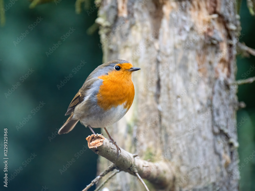 Fototapeta premium Rotkehlchen&nbsp;(Erithacus rubecula)
