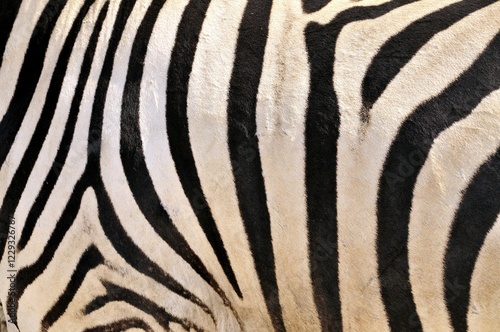 Fur coat of a Plains Zebras (Equus quagga), Etosha National Park, Namibia, Africa photo