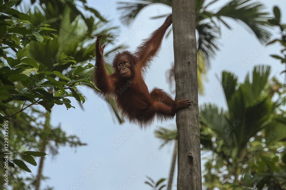Naklejka premium Bornean Orangutan (Pongo pygmaeus), juvenile on a tree, Singapore, Asia