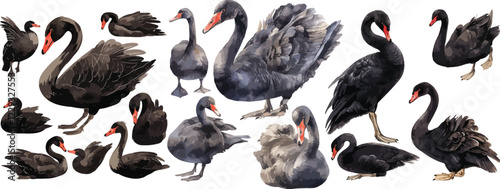 black swan watercolor clipart