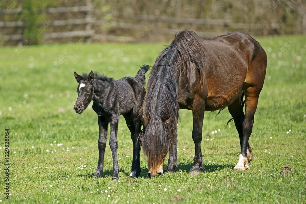Fototapeta premium Domestic horse, mare with foal grazes on the pasture, Germany, Europe