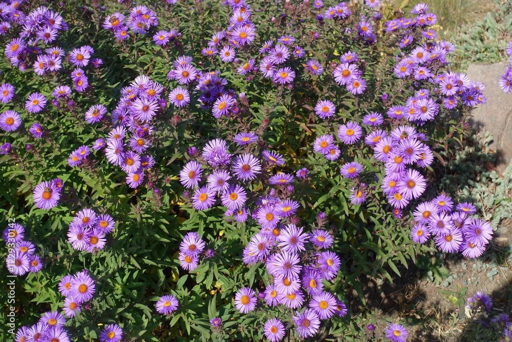 Profuse purple flowers of Symphyotrichum novae-angliae with bees in mid October Profuse purple flowers of Symphyotrichum novae-angliae with bees in mid October
