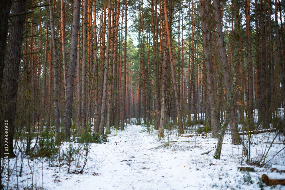 Obraz premium View of the winter forest. Tall trees among white snow