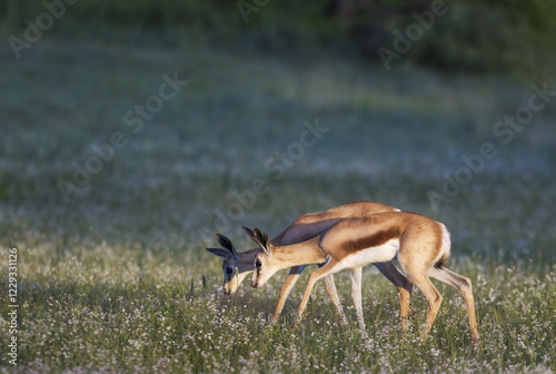 Springboks (Antidorcas marsupialis), two young lambs in flowery meadow, Kalahari Desert, rainy season, Kgalagadi Transfrontier Park, South Africa, Africa photo