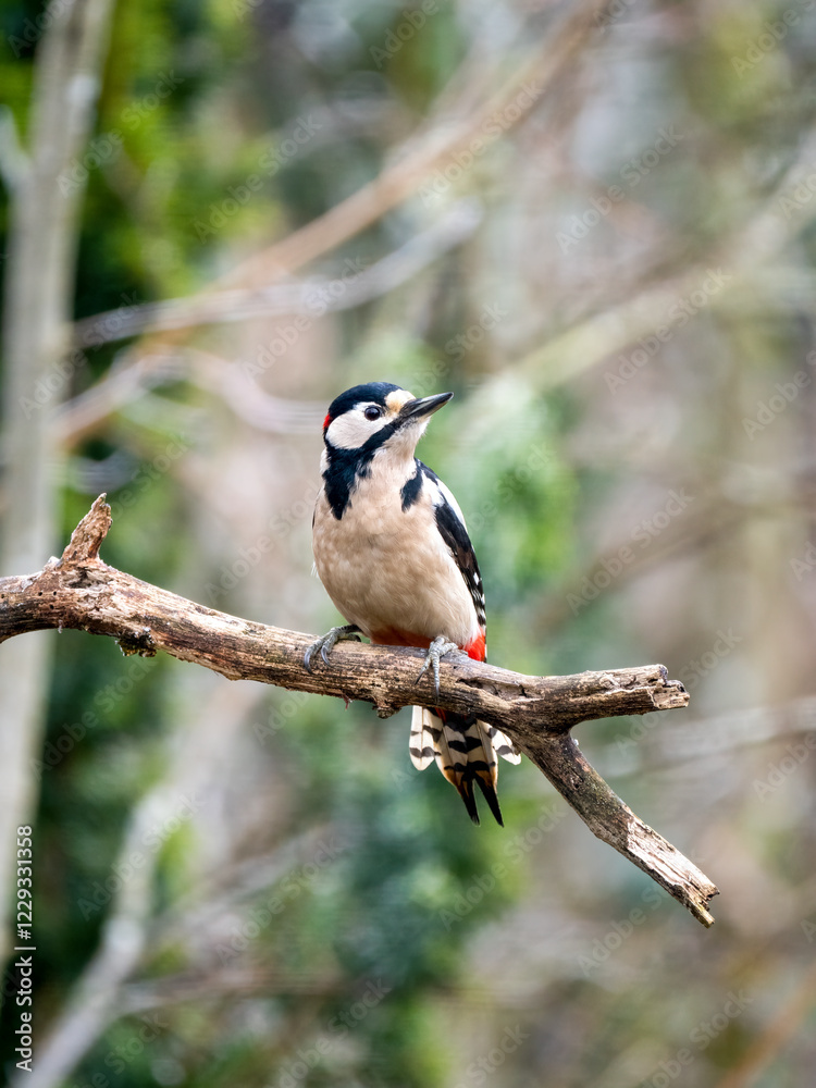 Fototapeta premium Buntspecht (Dendrocopos major) 00