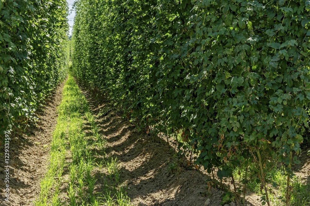 Fototapeta premium Ripe hop, hop garden, Wolnzach, Hallertau, Holledau, Upper Bavaria, Bavaria, Germany, Europe