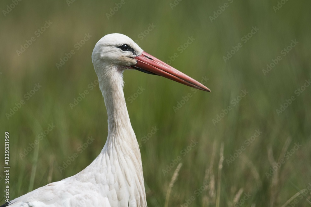 Obraz premium White stork (Ciconia ciconia) in meadow, Portrait, North Rhine-Westphalia, Germany, Europe