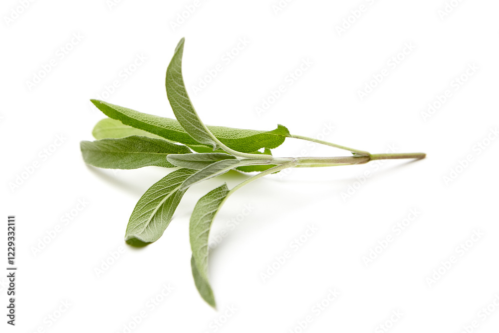 Obraz premium Single fresh sage branch featuring vibrant green leaves with soft, textured surfaces, arranged on a clean white background