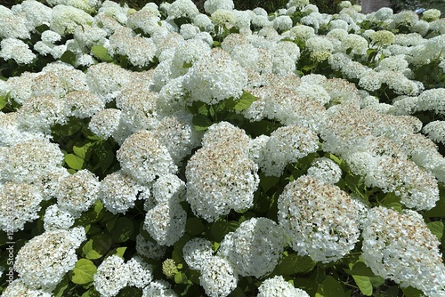 Blooming, white Hortensias (Hydrangea), Germany, Europe photo