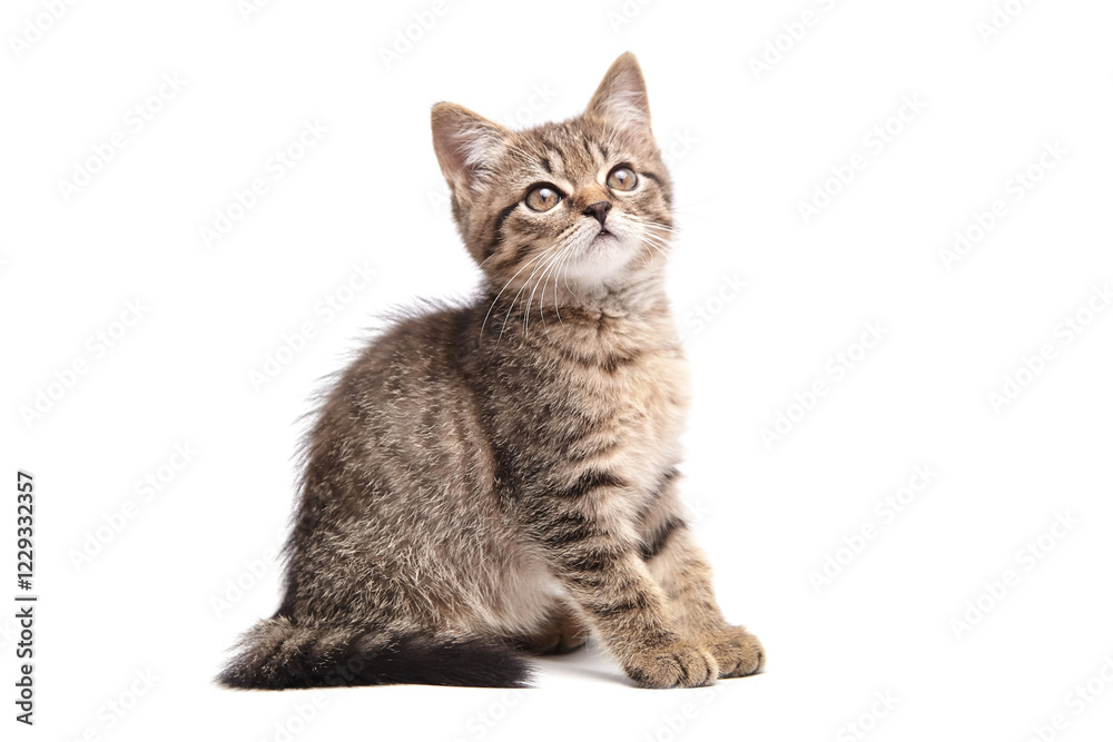 Cute tabby kitten with fluffy fur, sitting and looking up curiously. The stripes, whiskers, and attentive expression convey innocence and playfulness Cute tabby kitten with fluffy fur, sitting and looking up curiously. The stripes, whiskers, and attentive expression convey innocence and playfulness