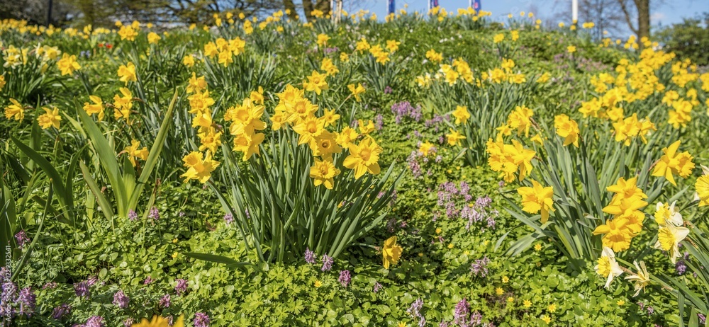 Obraz premium Wild daffodils, daffodils (narcissus pseudonarcissus), flower bed, spring flowers, Planten un Blomen, Hamburg, Germany, Europe