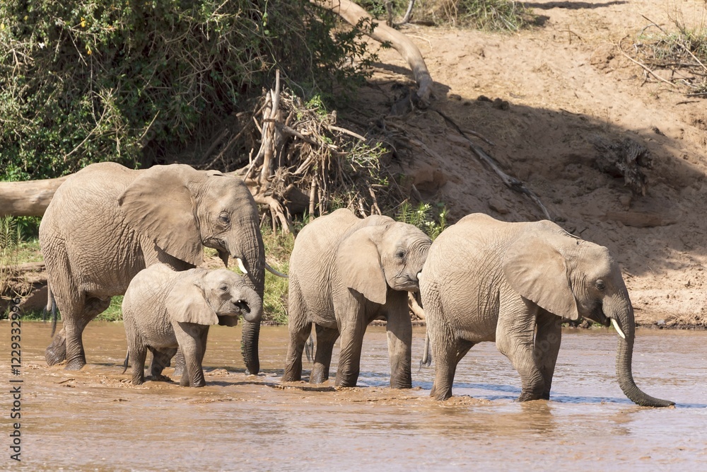 Fototapeta premium African elephants (Loxodonta africana), herd of elephants crossing the river, Samburu National Reserve, Kenya, Africa