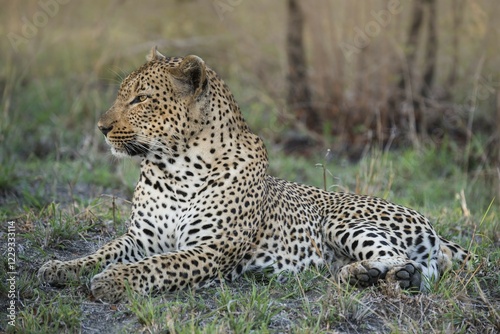 Leopard (Panthera pardus) male, Sabie Sands Game Reserve, South Africa, Africa