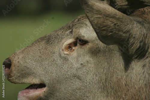 Red Deer (Cervus elaphus), its tear duct widely opened, sign of arousal during mating season