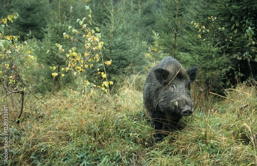 Wild Boar (Sus scrofa) in autumn photo