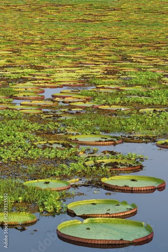 Wallpaper Mural Victoria-Lily, water lilies (Victoria regia), Porto Joffre, Pantanal, Mato Grosso, Brazil, South America Torontodigital.ca