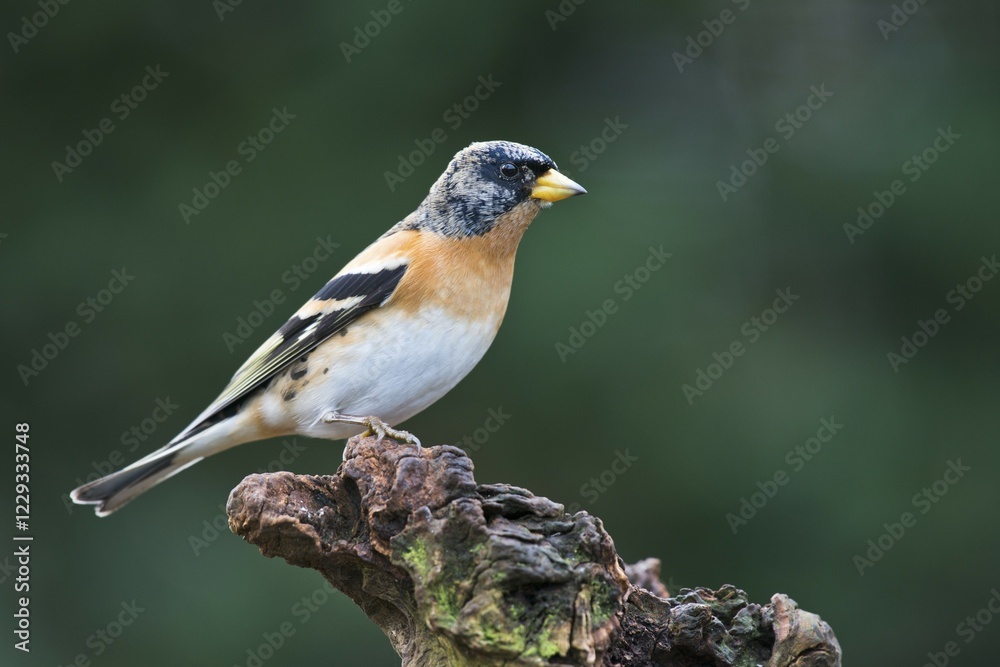 Fototapeta premium Brambling (Fringilla montifringilla), Lower Saxony, Germany, Europe