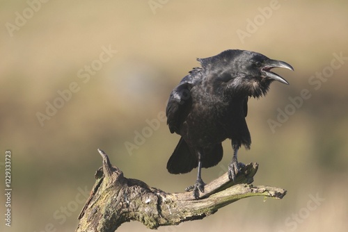 Common or Northern Raven (Corvus corax), mating call photo